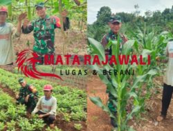 Babinsa Koramil 413-08/Sungaiselan Dampingi Petani Sayur Desa Celuak